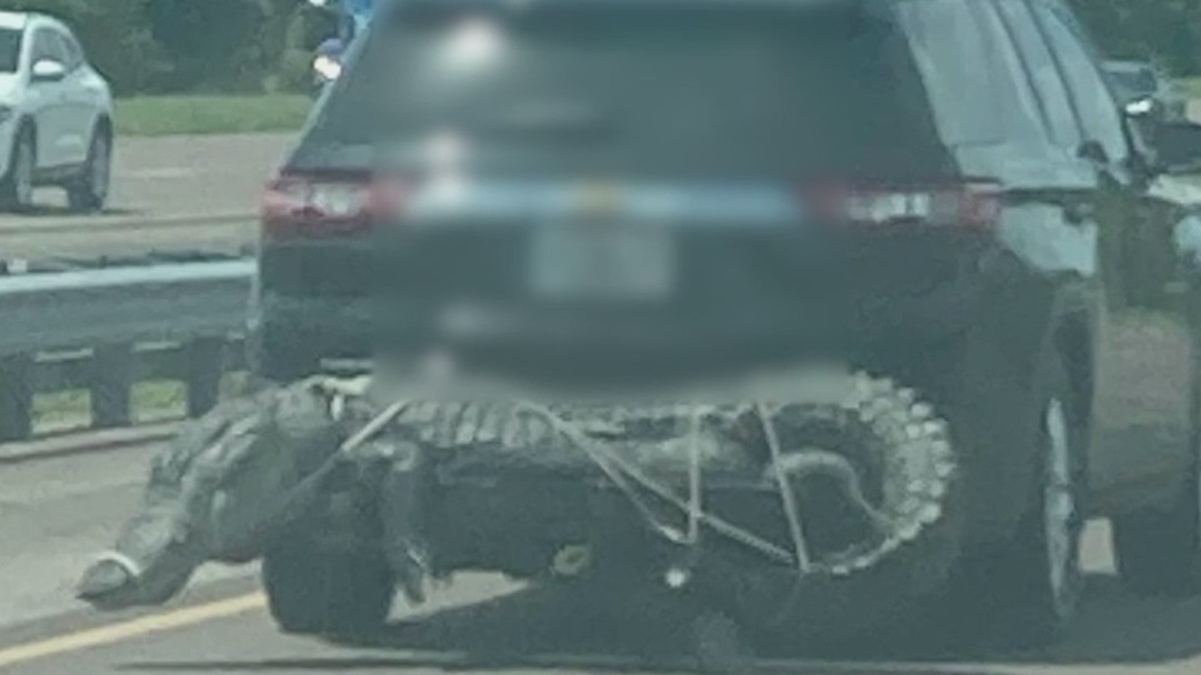 Florida woman snaps photo of alligator being hauled behind SUV